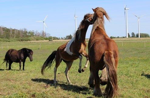 Pinto zanthos billede 9