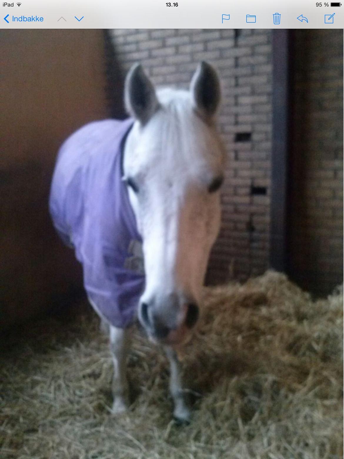 DSP Madeleine - I boksen :-) billede 3