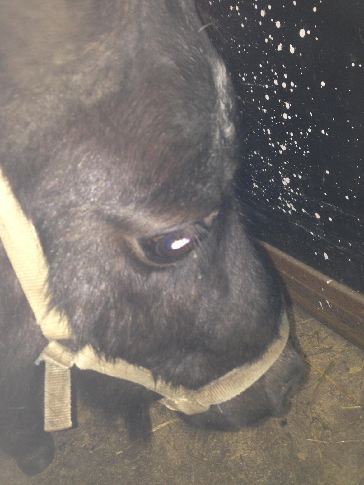 Miniature Lille Samson billede 6