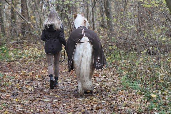 Haflinger Asterix - "Når enden er god, er alting godt" billede 20