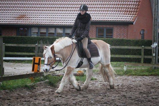 Haflinger Asterix billede 8