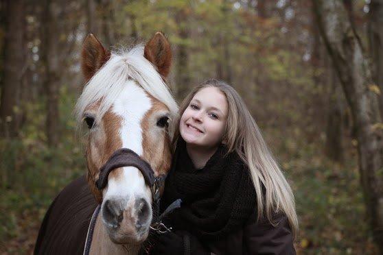 Haflinger Asterix billede 17