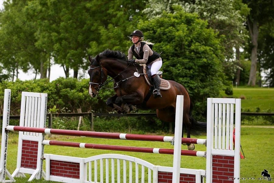 Polsk Varmblod Hatilio billede 15