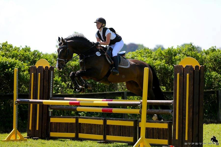 Polsk Varmblod Hatilio billede 23