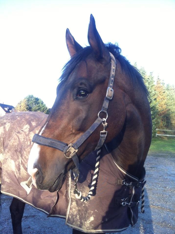 Polsk Varmblod Hatilio billede 12