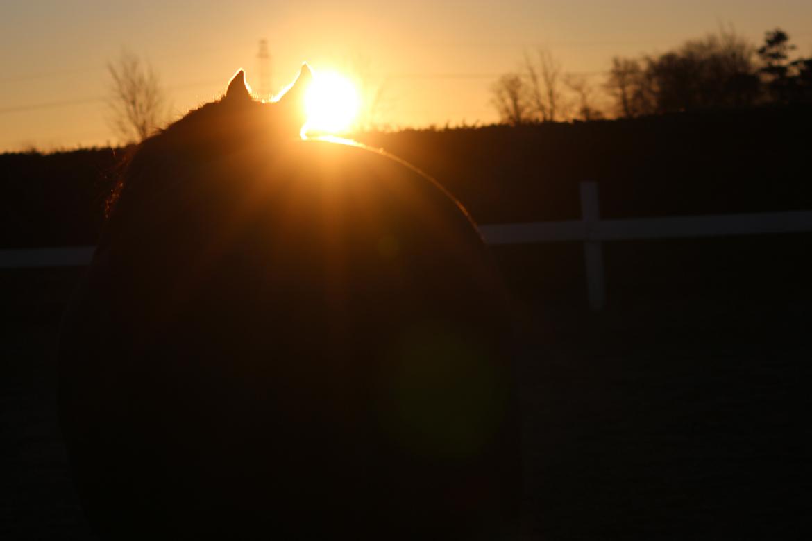 New Forest Angels Ditch Ana Rosa - Når enden er god er alting godt :3 24/11-13 billede 29