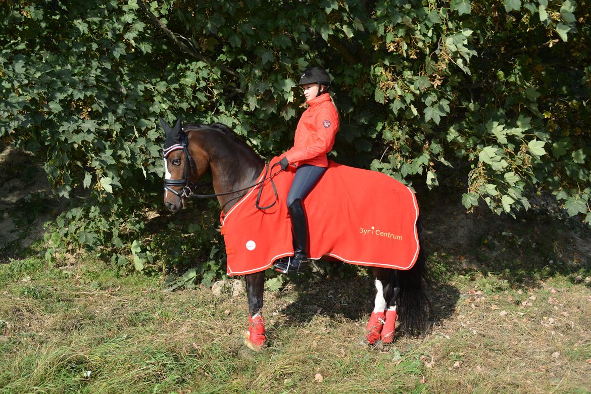 Tysk Sportspony Farbenfroh - DM for hold!<3 billede 28