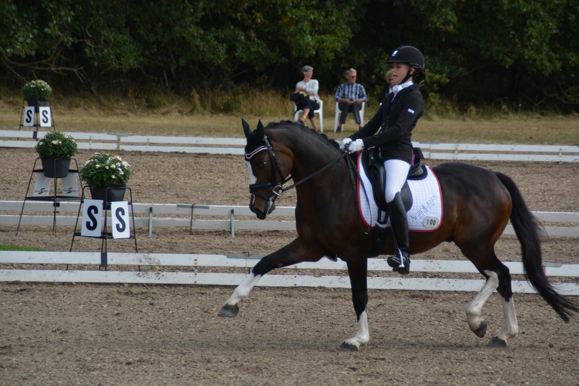Tysk Sportspony Farbenfroh - Du betyder så ubeskrivelig meget!!<3<3 billede 30