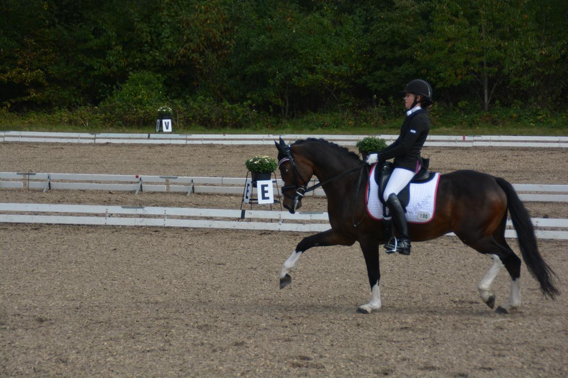 Tysk Sportspony Farbenfroh - LOVE YOU FARBI<3<3 billede 1