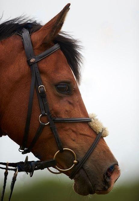 Anden særlig race Shah Little Miss May billede 8