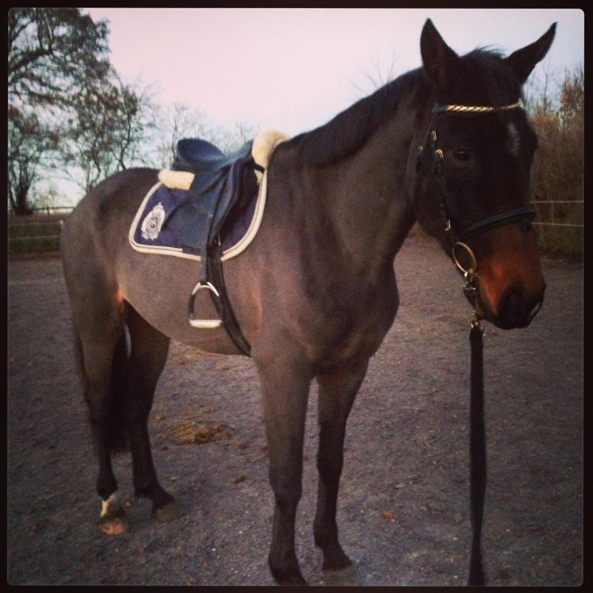 Dansk Varmblod Bakkegaardens Aslan (Tabasco) billede 28