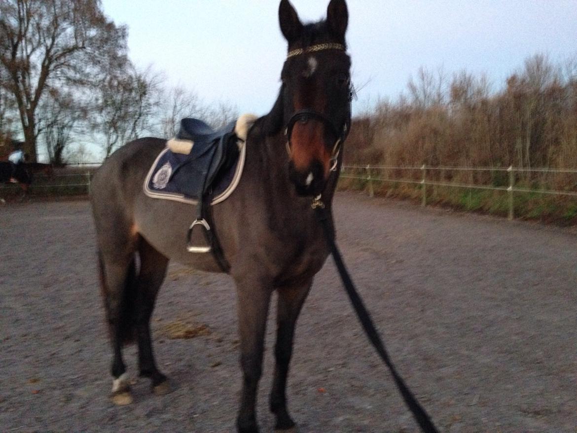 Dansk Varmblod Bakkegaardens Aslan (Tabasco) billede 29