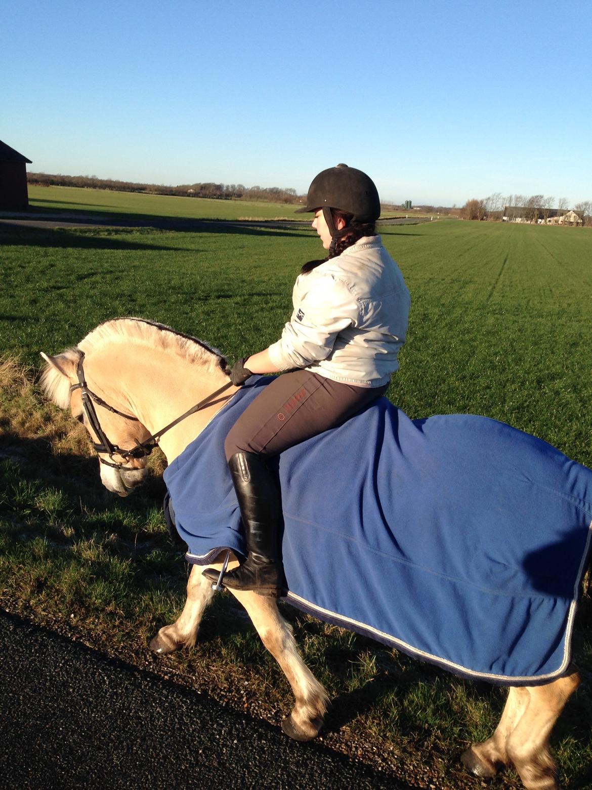 Fjordhest Morten Drejer billede 2