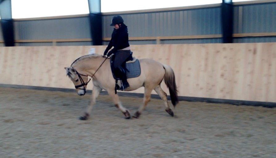 Fjordhest Morten Drejer billede 3