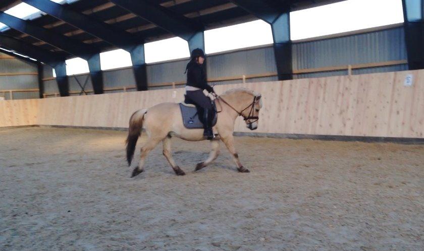 Fjordhest Morten Drejer billede 4