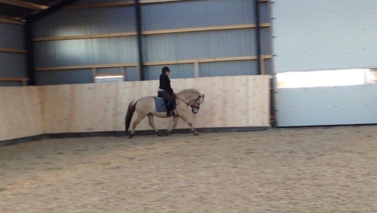 Fjordhest Morten Drejer billede 5