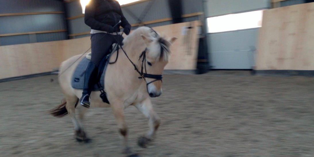 Fjordhest Morten Drejer billede 6