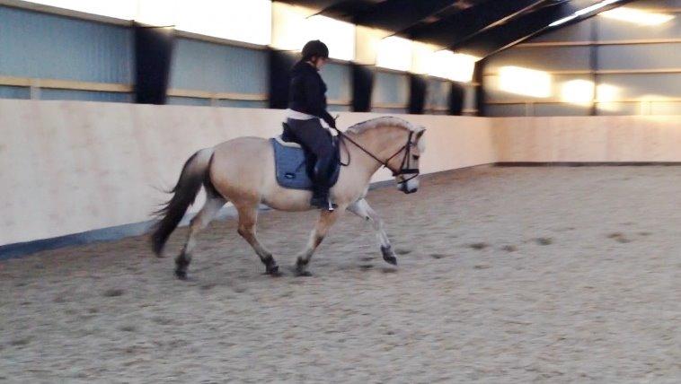 Fjordhest Morten Drejer billede 7