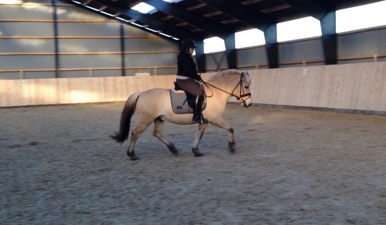 Fjordhest Morten Drejer billede 1