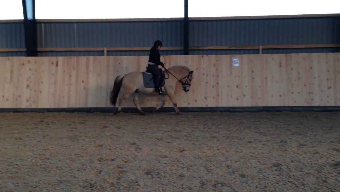 Fjordhest Morten Drejer billede 8