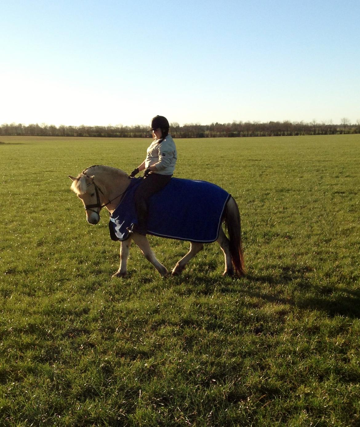 Fjordhest Morten Drejer billede 9