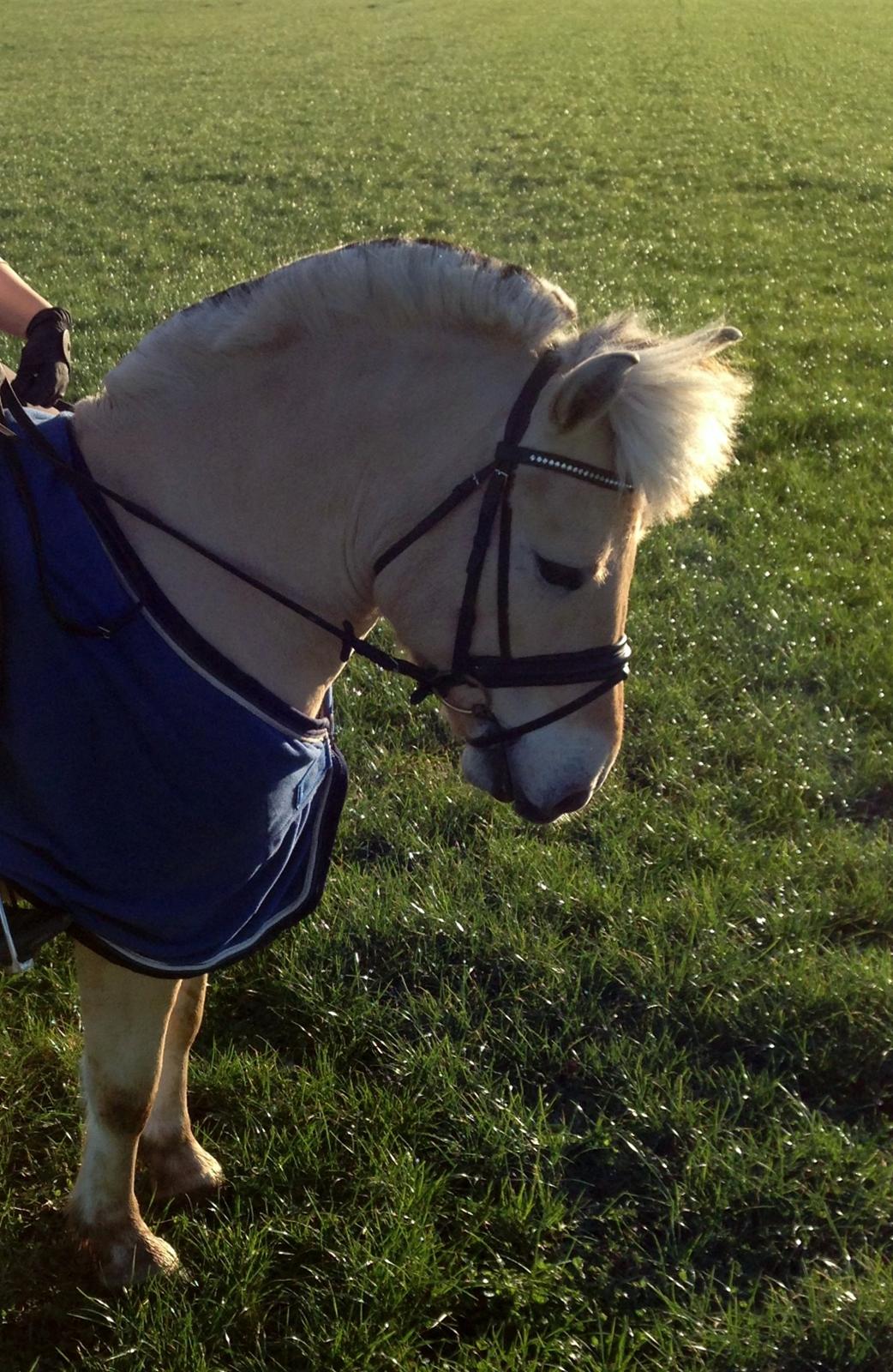 Fjordhest Morten Drejer billede 10