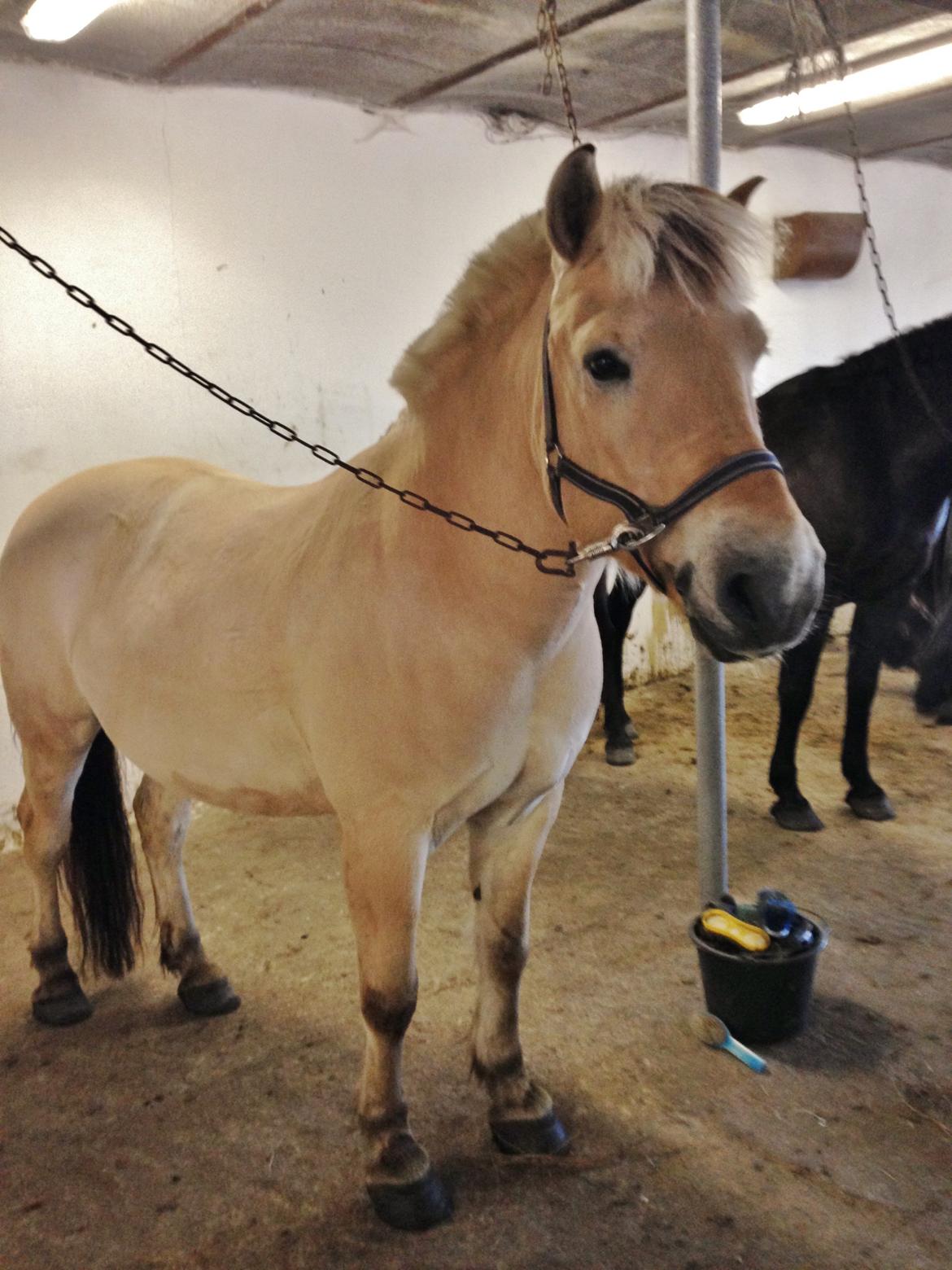 Fjordhest Morten Drejer billede 11
