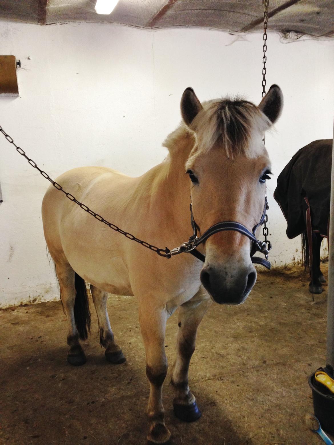 Fjordhest Morten Drejer billede 12