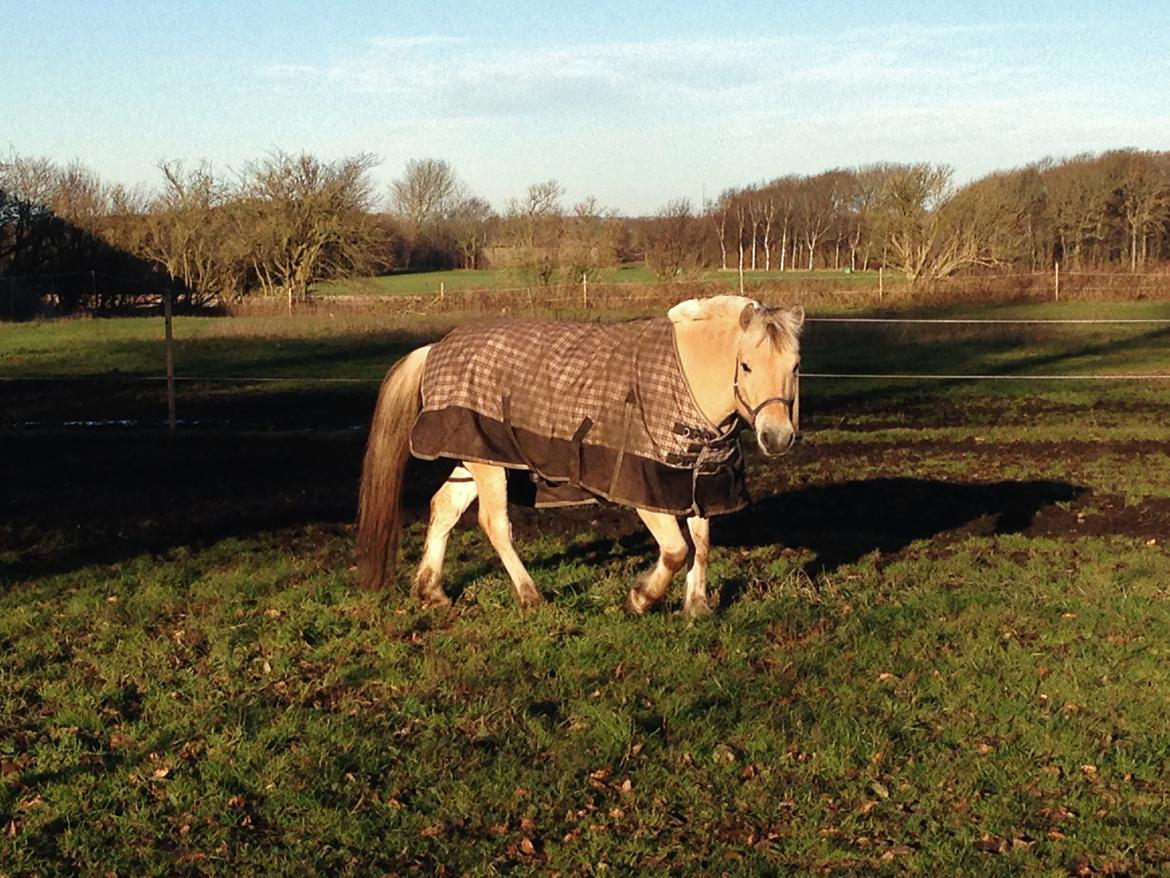 Fjordhest Morten Drejer billede 13
