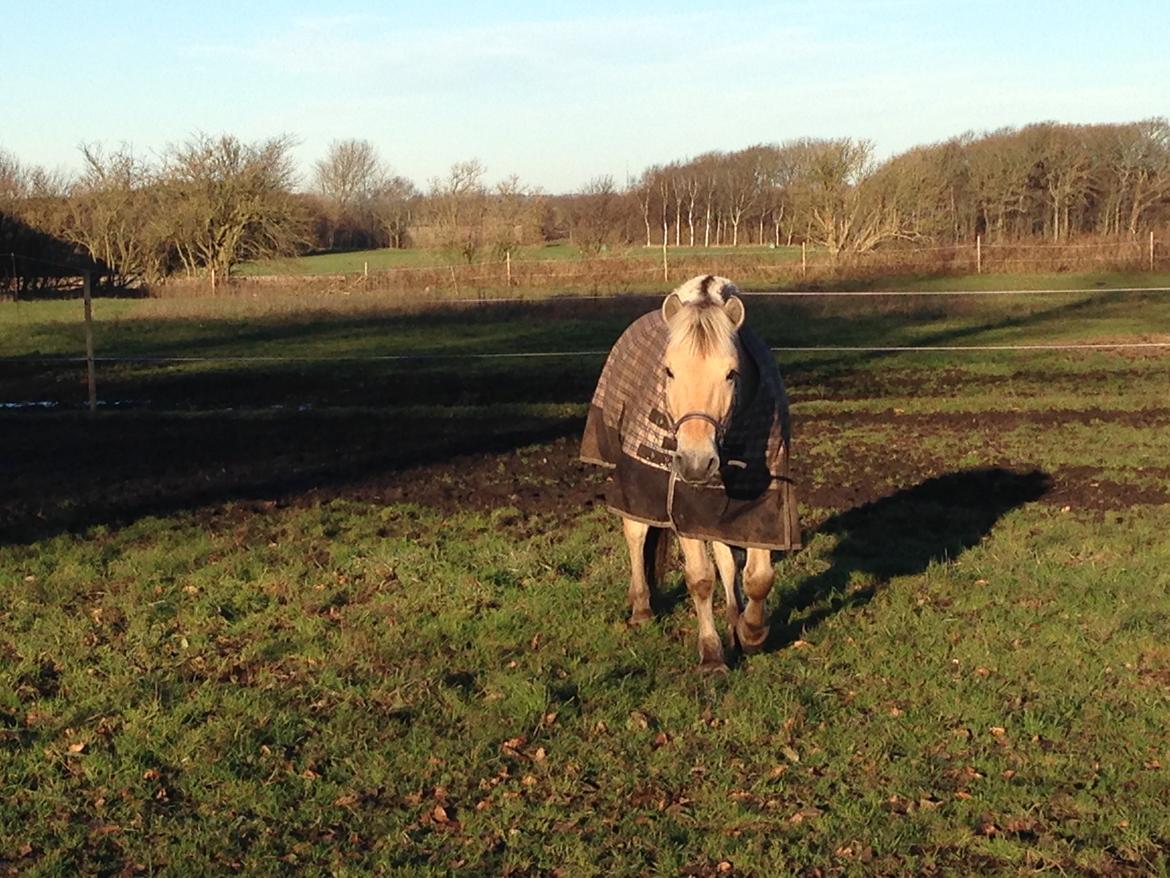 Fjordhest Morten Drejer billede 14