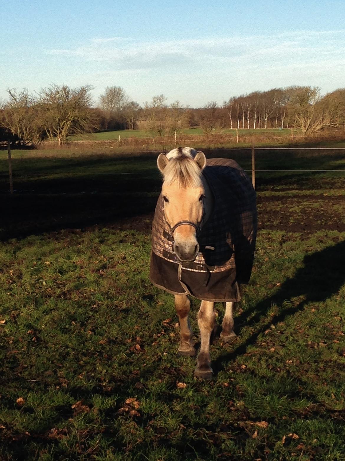 Fjordhest Morten Drejer billede 15