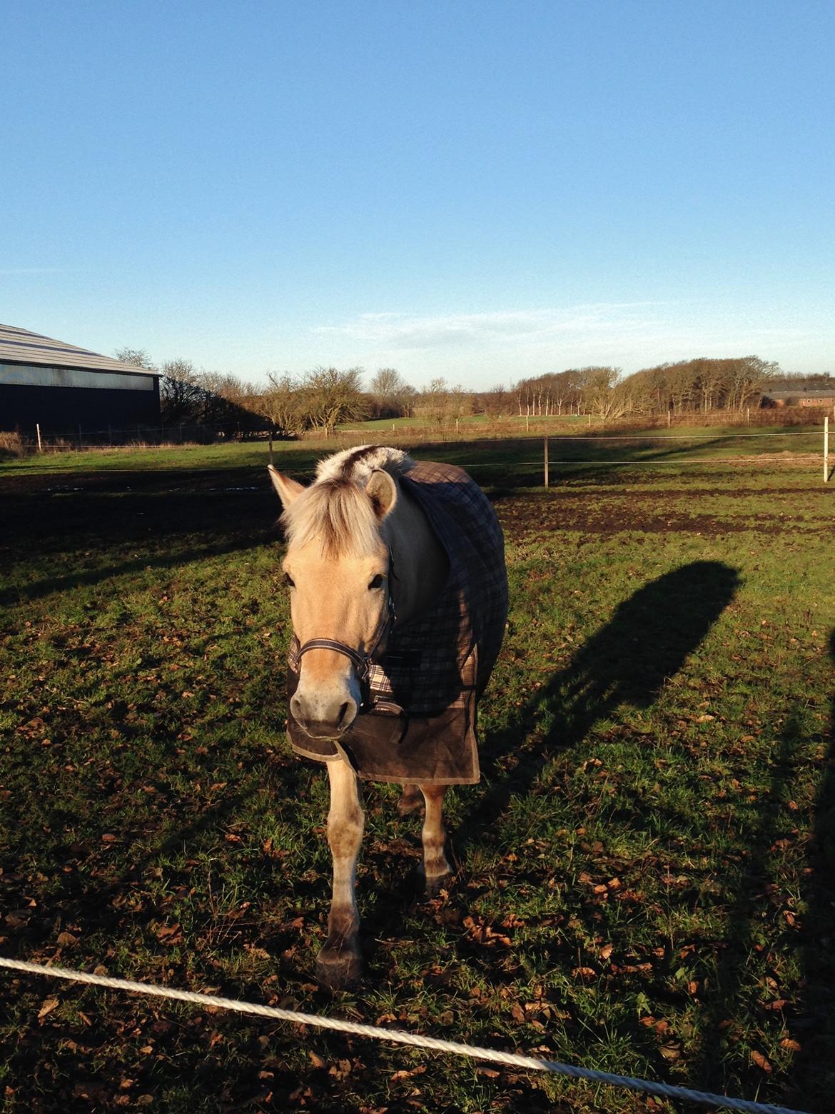 Fjordhest Morten Drejer billede 16