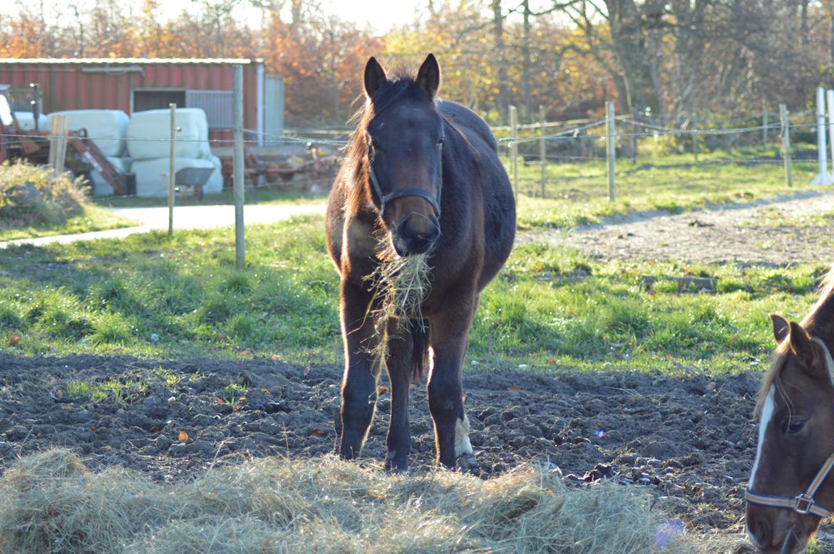 Anden særlig race Fibiger's Laszló - 25.11.14 billede 9