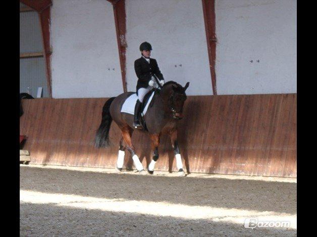 Dansk Varmblod Viekjærsvangs Mae West billede 1