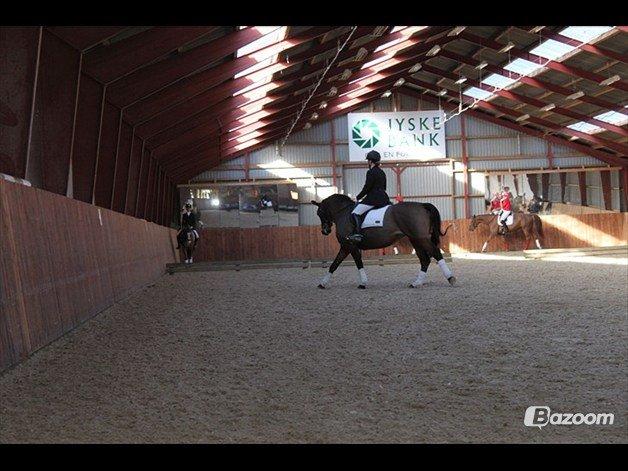 Dansk Varmblod Viekjærsvangs Mae West billede 2