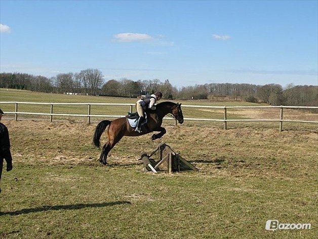 Dansk Varmblod Viekjærsvangs Mae West billede 5