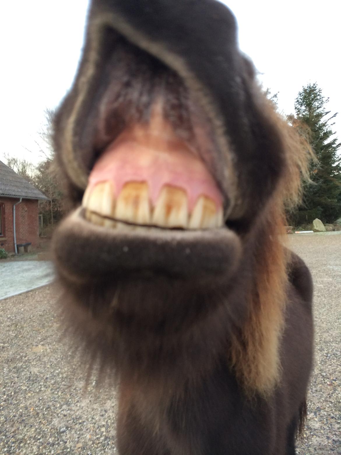 Islænder Ösp frá Ey I - Smiiiiiil :D billede 9