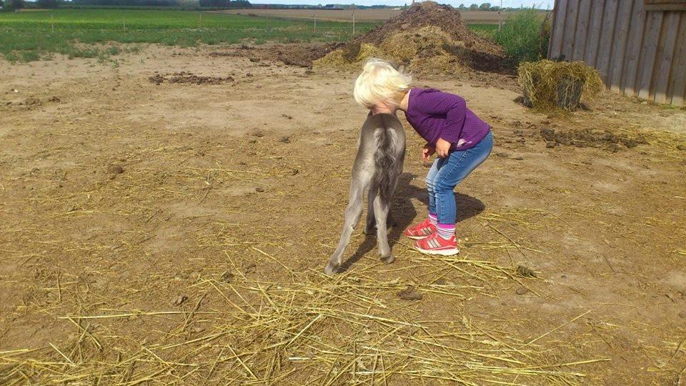 Shetlænder Frøken Snif - Emma der kysser Sniffer <3 billede 14