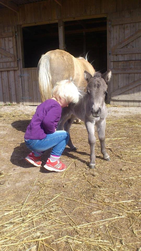 Shetlænder Frøken Snif - Hun er så god med børn <3 billede 15