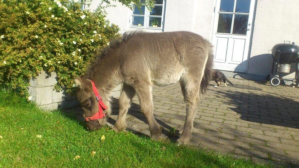 Shetlænder Frøken Snif - Sniffe på tur i haven <3 billede 5