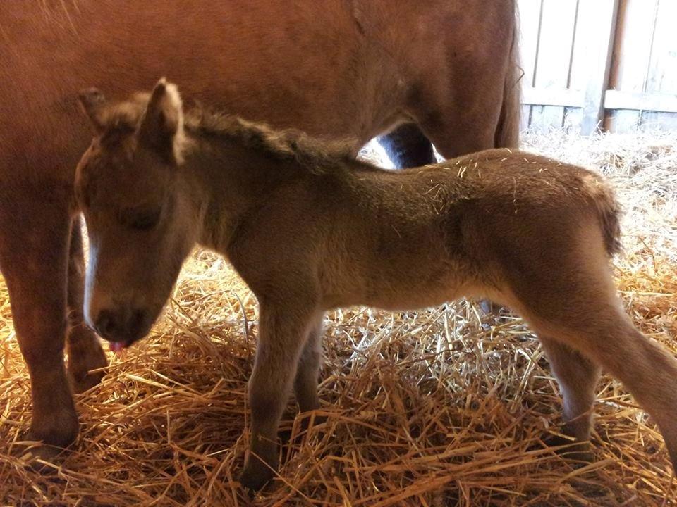 Shetlænder Frøken Snif billede 19