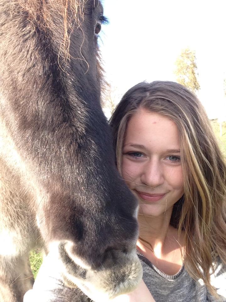 Islænder Kviða fra Hellu billede 16