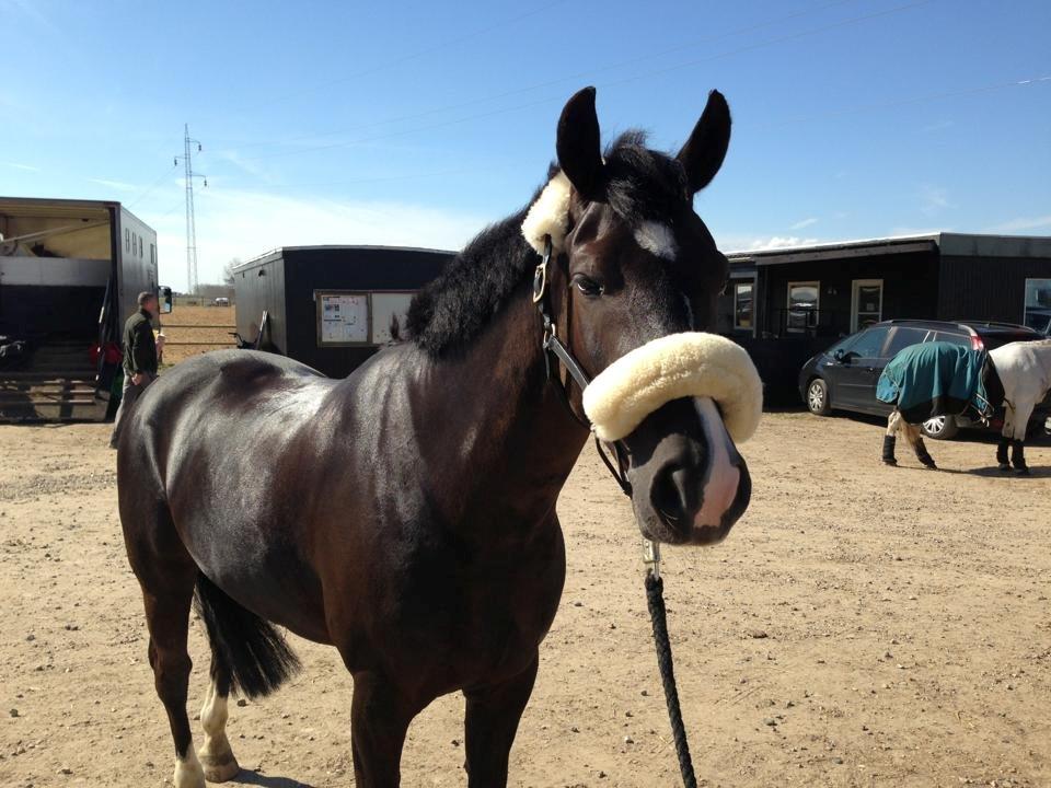 New Forest Vognmandsgården Tordenskjold billede 14