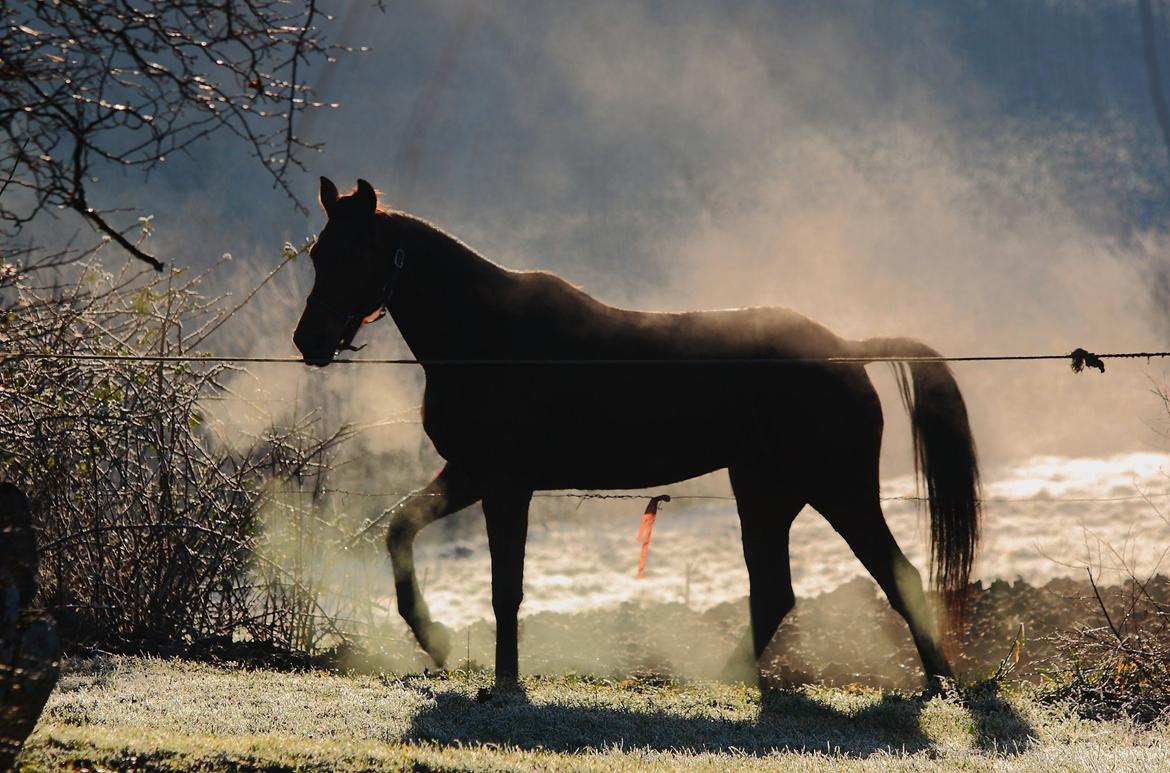 Traver Only Epice billede 3