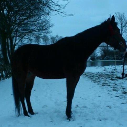 Traver Only Epice billede 5