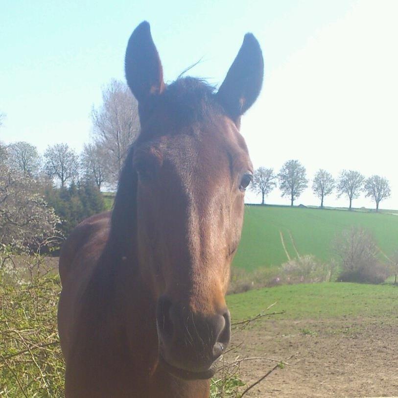 Traver Only Epice billede 6