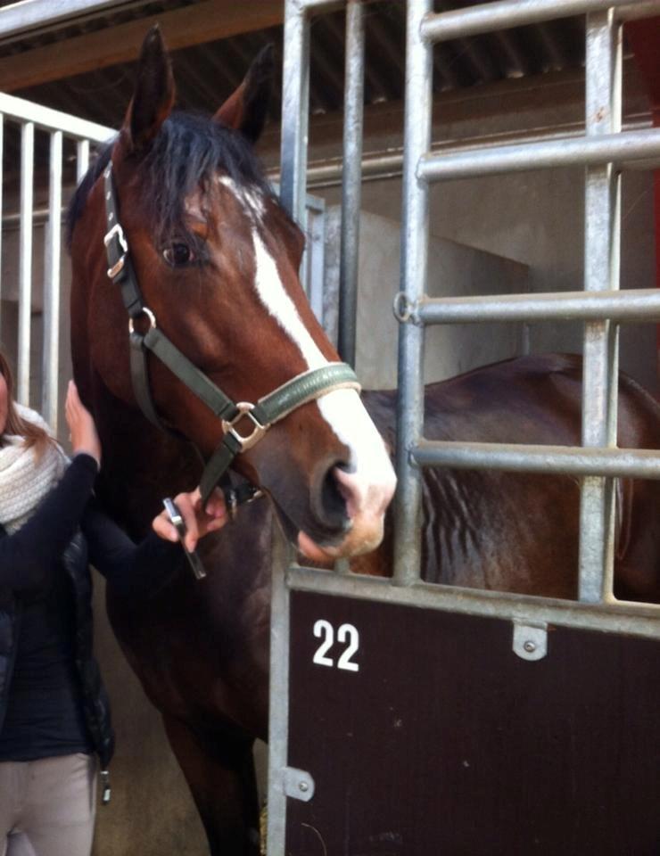 Dansk Varmblod Frydenssangs Altesse billede 12