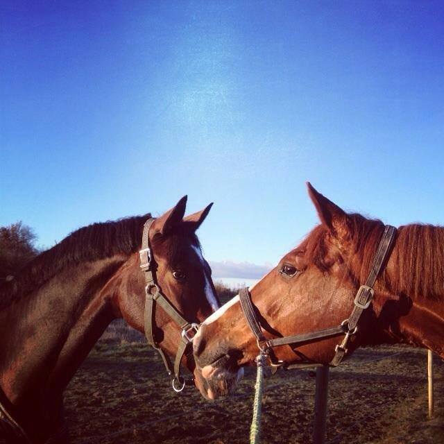 Dansk Varmblod Frydenssangs Altesse billede 11