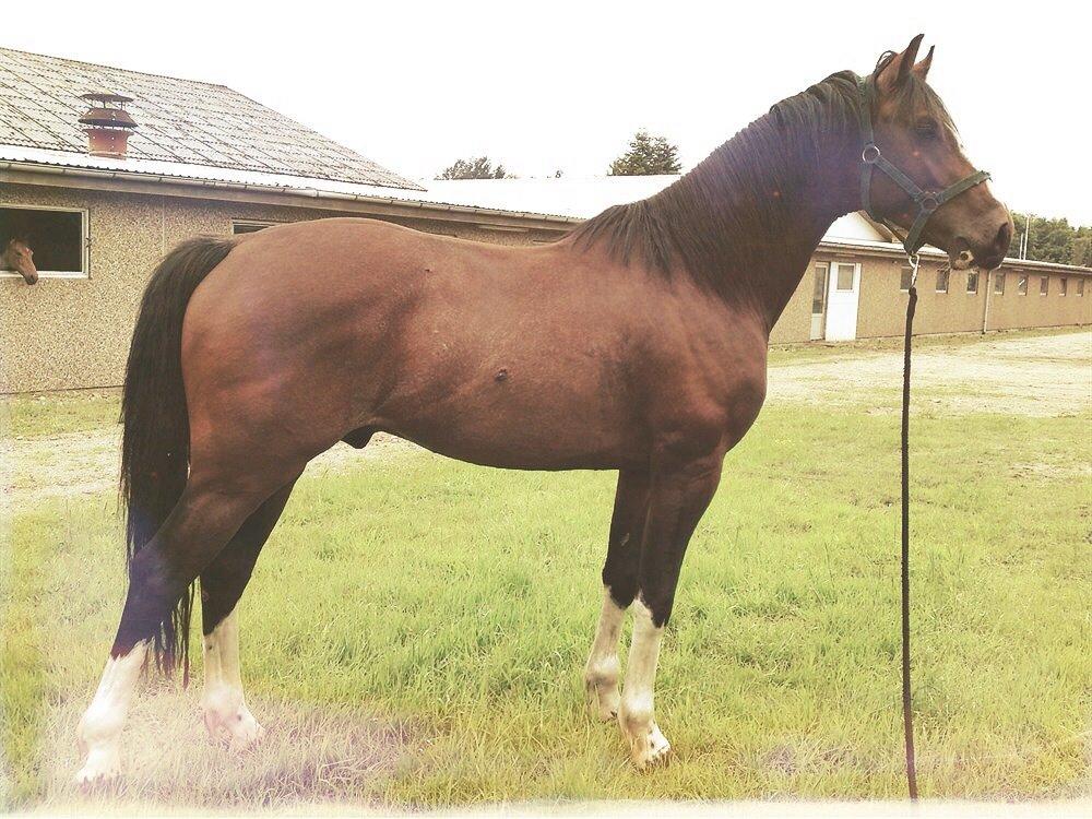 Hollandsk Varmblod Nim Con Calma billede 29