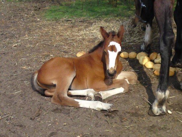 Hollandsk Varmblod Nim Con Calma billede 30